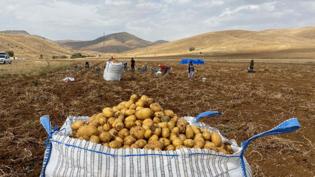 Turkish Potato Supplier
Turkish Potato Exporter
Turkish Potato
